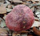 Butyriboletus floridanus image
