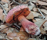 Butyriboletus floridanus image