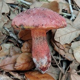 Butyriboletus floridanus image