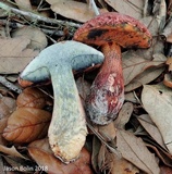 Butyriboletus floridanus image