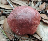 Butyriboletus floridanus image
