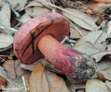 Butyriboletus floridanus image
