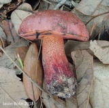 Butyriboletus floridanus image