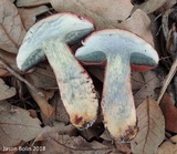 Butyriboletus floridanus image