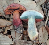 Butyriboletus floridanus image