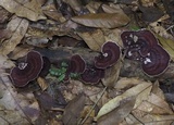 Nigroporus vinosus image