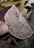 Nigroporus vinosus image