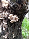 Pleurotus populinus image