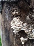 Pleurotus populinus image