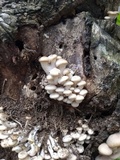 Pleurotus populinus image