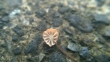 Marasmius curreyi image