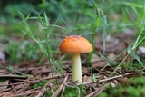 Amanita parcivolvata image