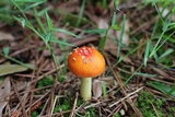 Amanita parcivolvata image