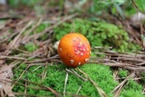 Amanita parcivolvata image