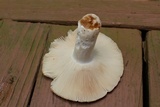 Russula crustosa image