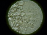 Mycena amygdalina image