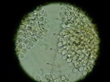 Mycena amygdalina image