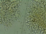 Mycena amygdalina image