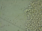 Mycena amygdalina image