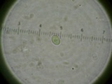 Mycena amygdalina image