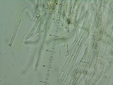 Mycena amygdalina image