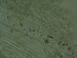 Mycena amygdalina image