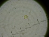Mycena amygdalina image