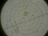 Mycena amygdalina image