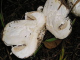 Agaricus bitorquis image