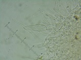 Mycena amygdalina image