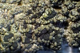 Micarea denigrata image