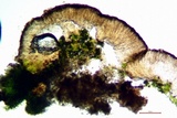 Micarea denigrata image