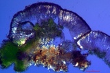 Micarea denigrata image