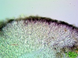 Micarea denigrata image