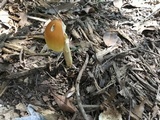 Amanita arkansana image