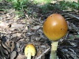 Amanita arkansana image