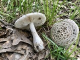 Amanita hesleri image