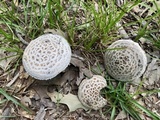 Amanita hesleri image