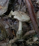 Amanita pseudovolvata image