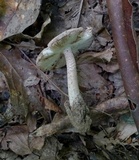 Amanita pseudovolvata image