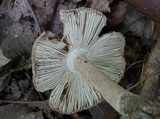 Amanita pseudovolvata image