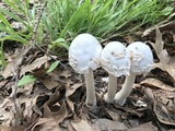 Amanita maryaliceae image