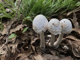 Amanita maryaliceae image