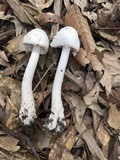 Amanita maryaliceae image