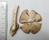 Amanita pseudovolvata image