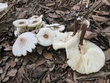 Leucoagaricus americanus image