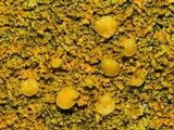 Xanthoria weberi image