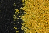 Xanthoria weberi image