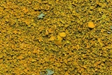 Xanthoria weberi image