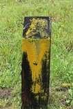 Xanthoria weberi image